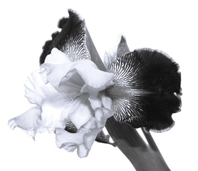 3rd   Sue White   Blooming Iris