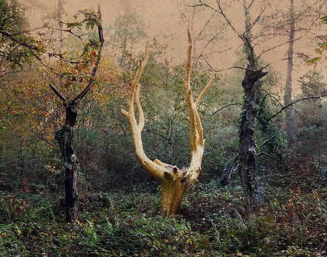 3rd   Terry Porter   L'arbre d'Or