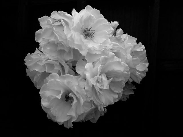 David Robinson   Peony