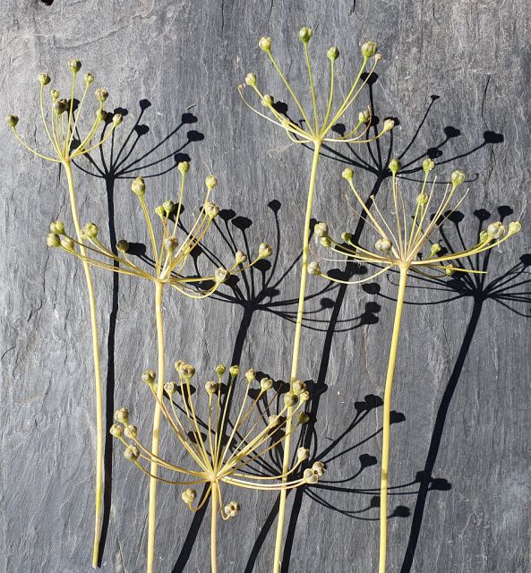 John Sullivan   Seedheads